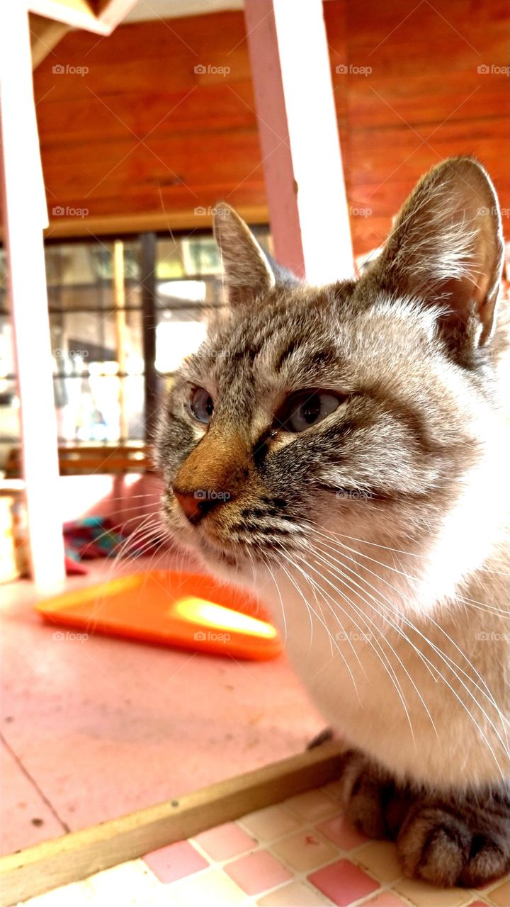 A cat bathing in the sun