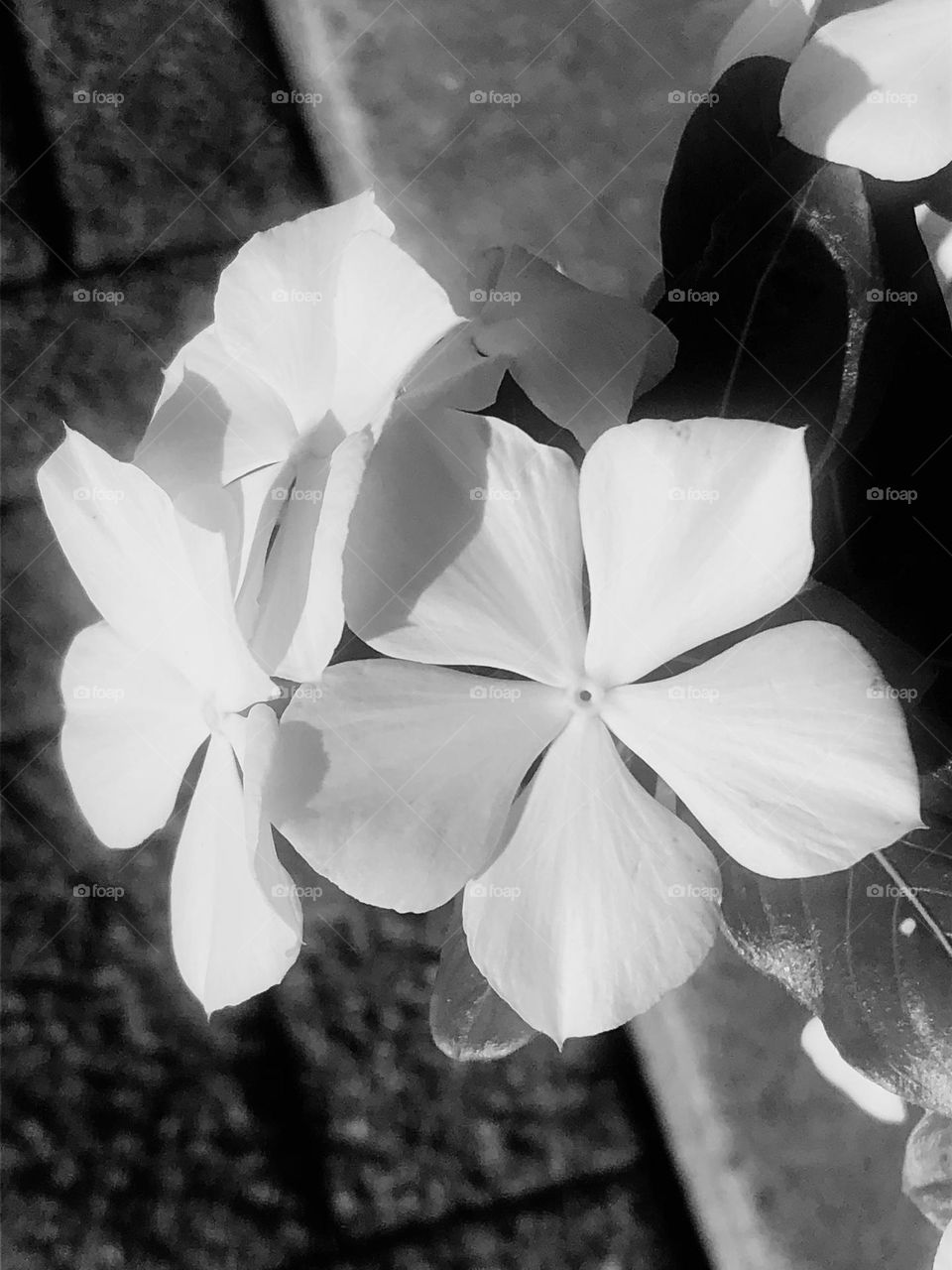 Black and white closeup of white flowers at sunset down at the bay house in Texas. 