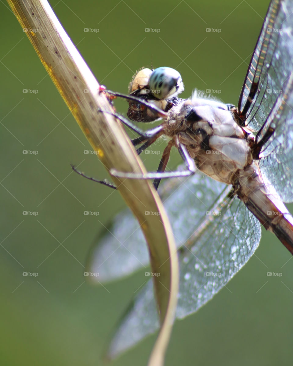 Blue dasher dragonfly eating a wasp