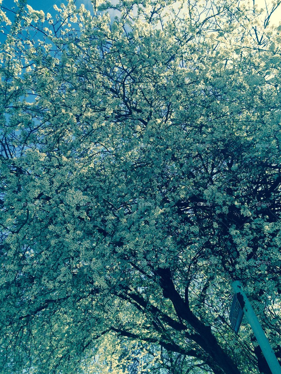 Bloom. Blooming tree