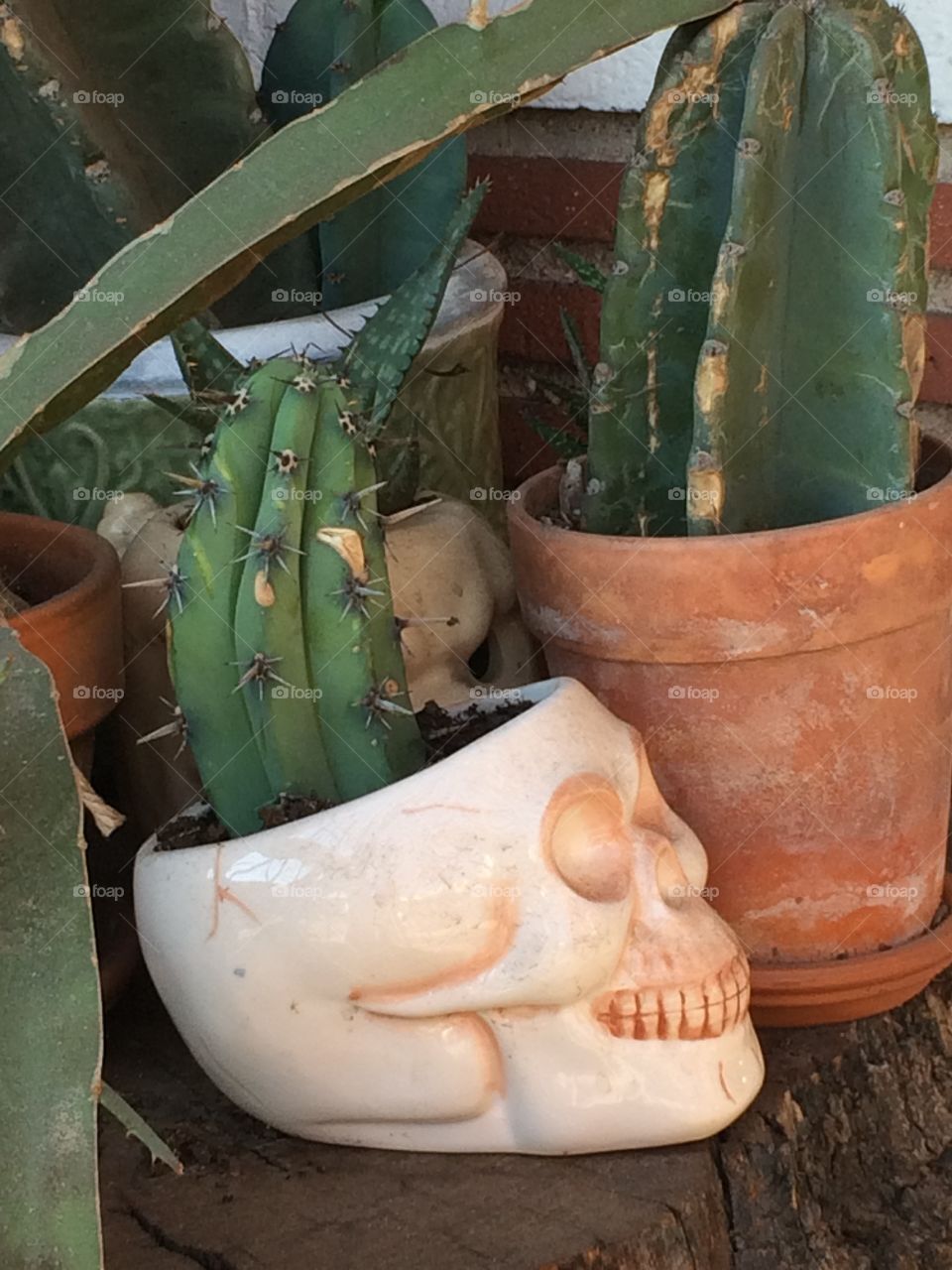 Skull cactus 
