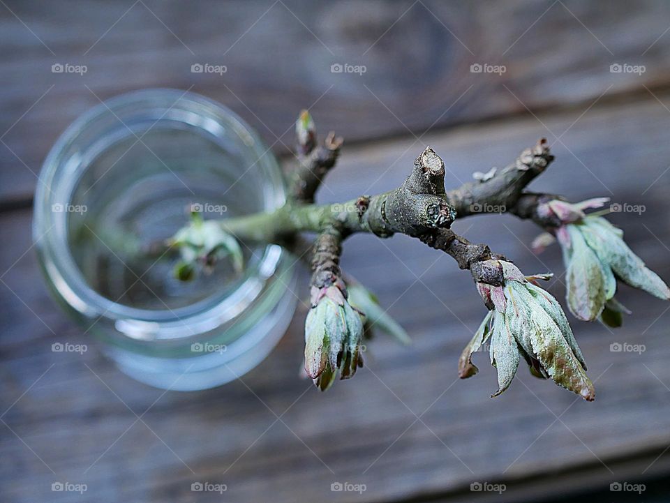 broken branch