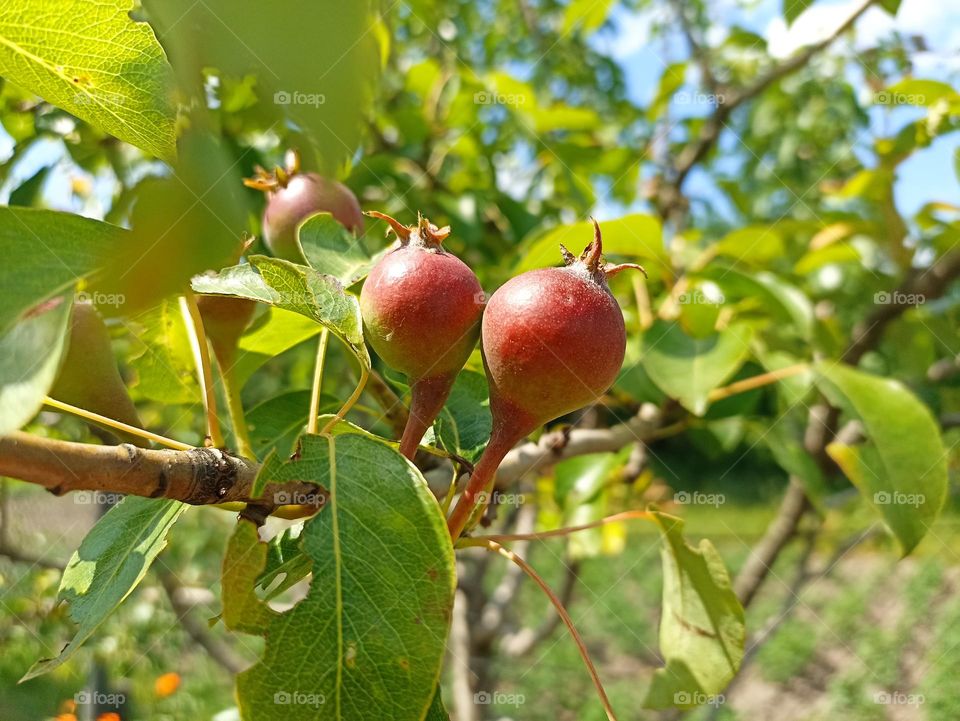 Pears are fruits produced and consumed around the world, growing on a tree and harvested in late summer into mid-autumn