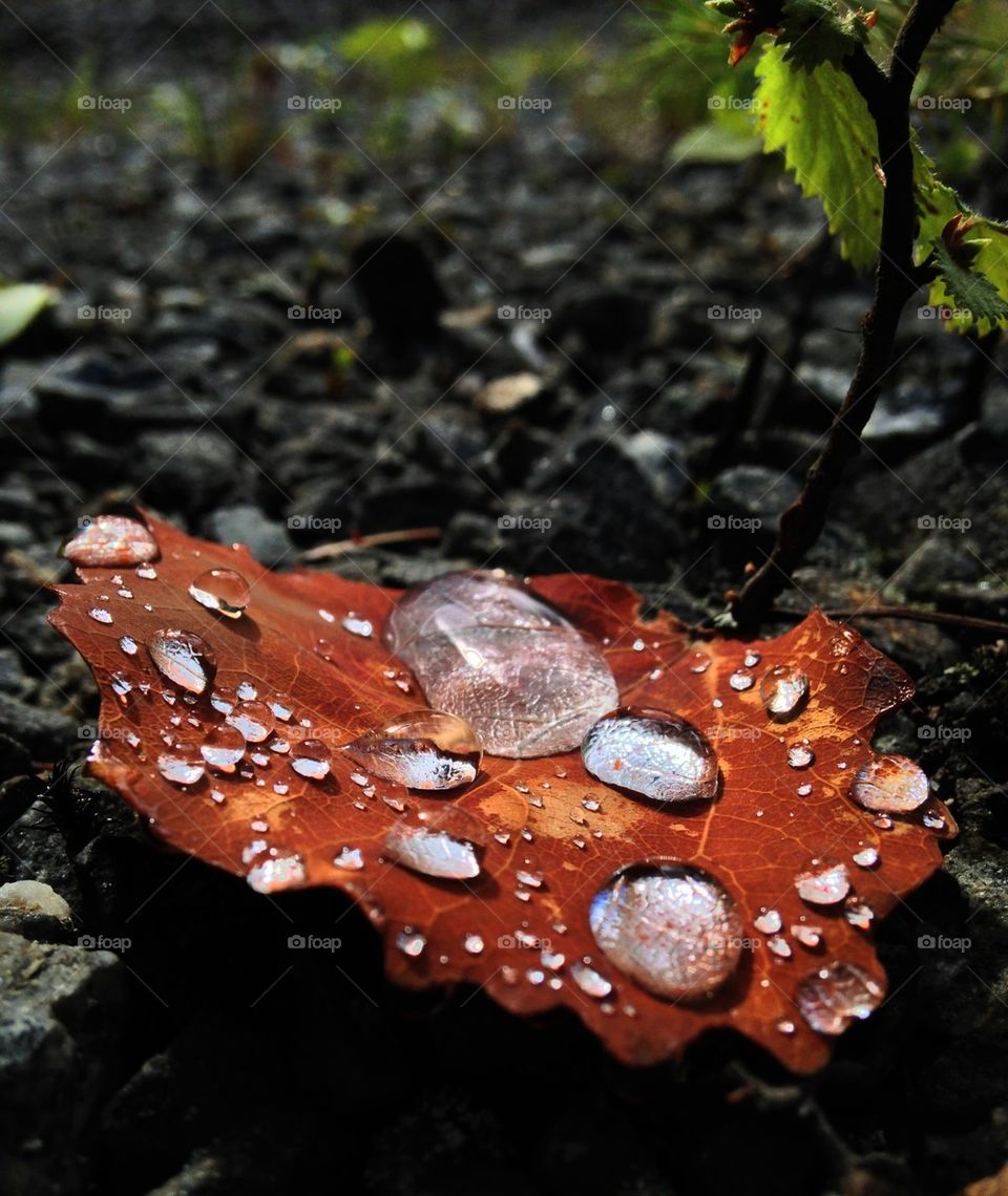 Close-up of orange leaf with water drop
