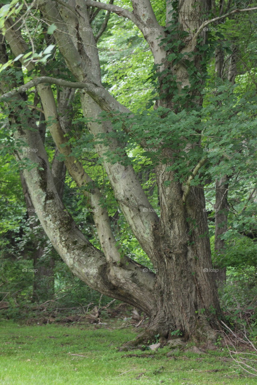 Lovely wood on a June day 
