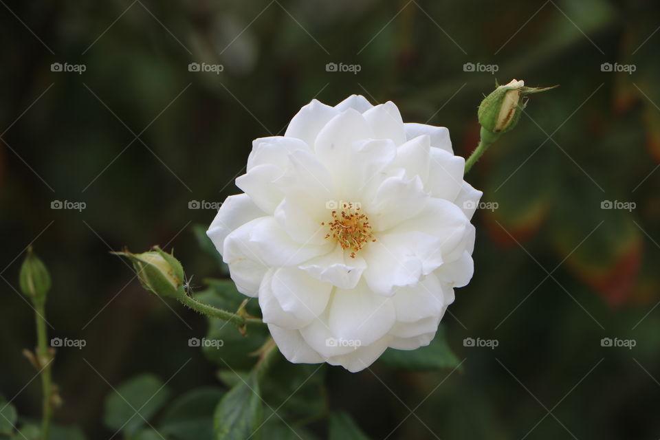 White and beautiful.