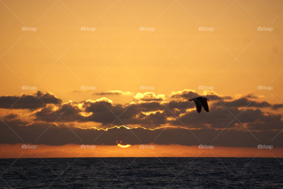 Silhouette of bird flying at sky during sunset