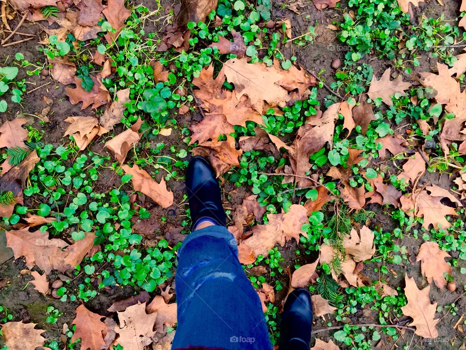 Leaves