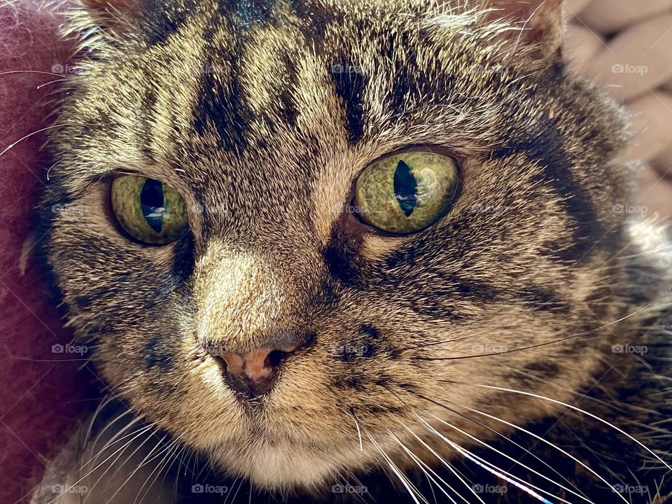 Close up of the face of a brown tabby cat