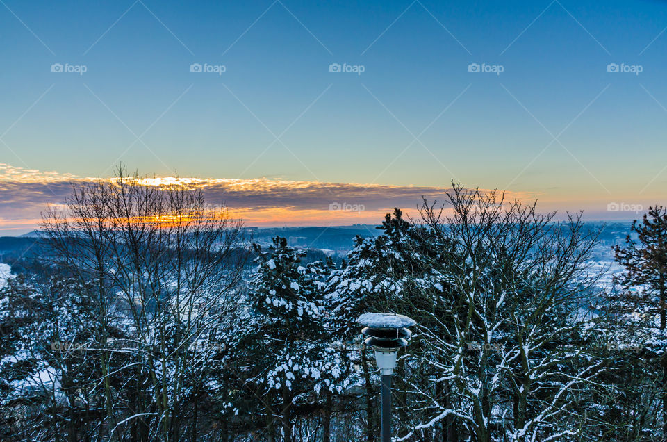 View of trees in forest during sunset