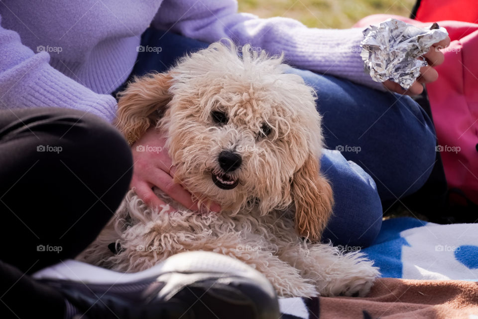 Smiling dog