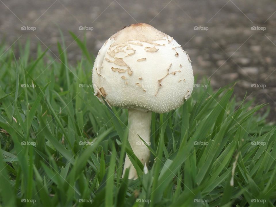 fungus white