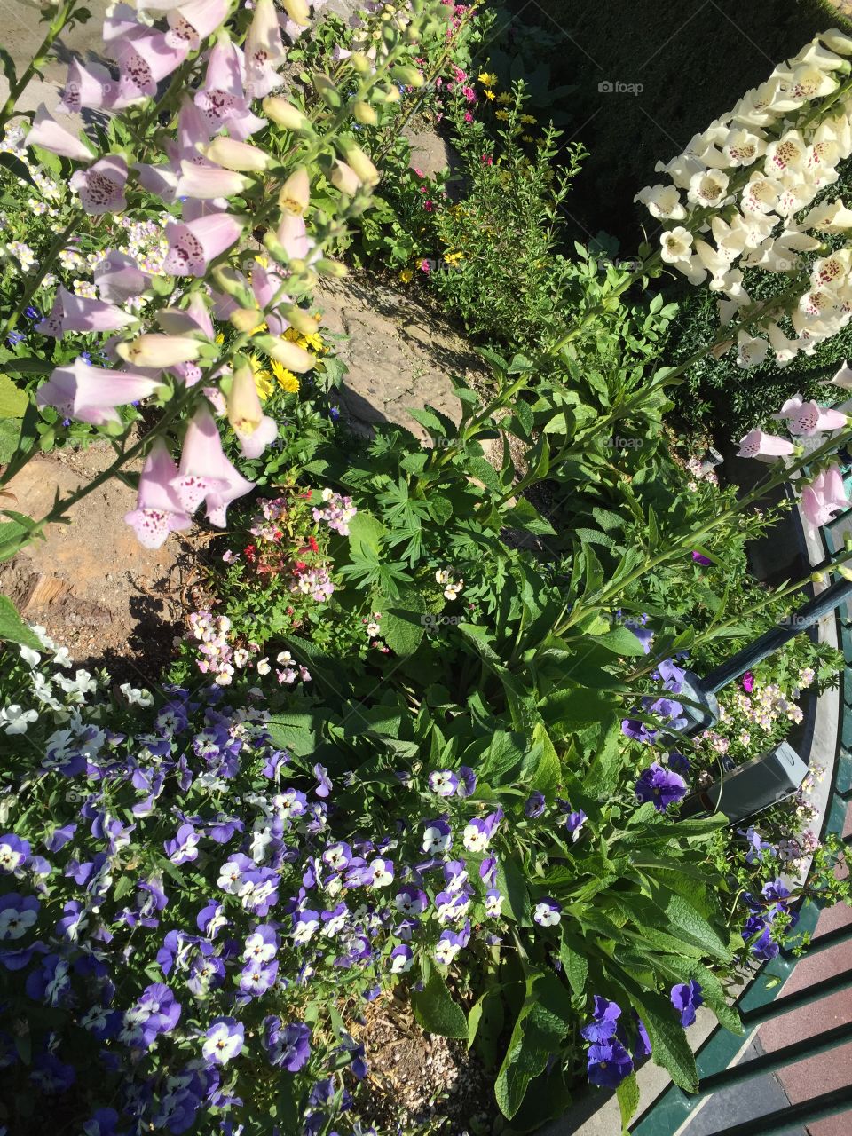 Flower, Flora, Garden, Nature, No Person