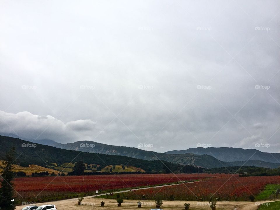 Vineyard in Chile