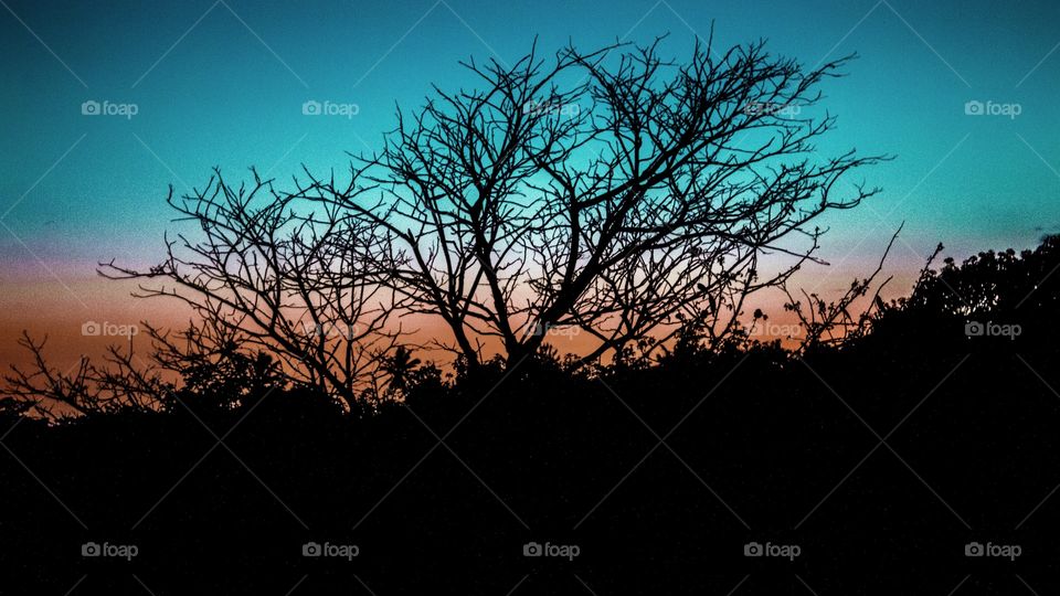 picture of the silhouette of a tree during the sunset in Mauritius island