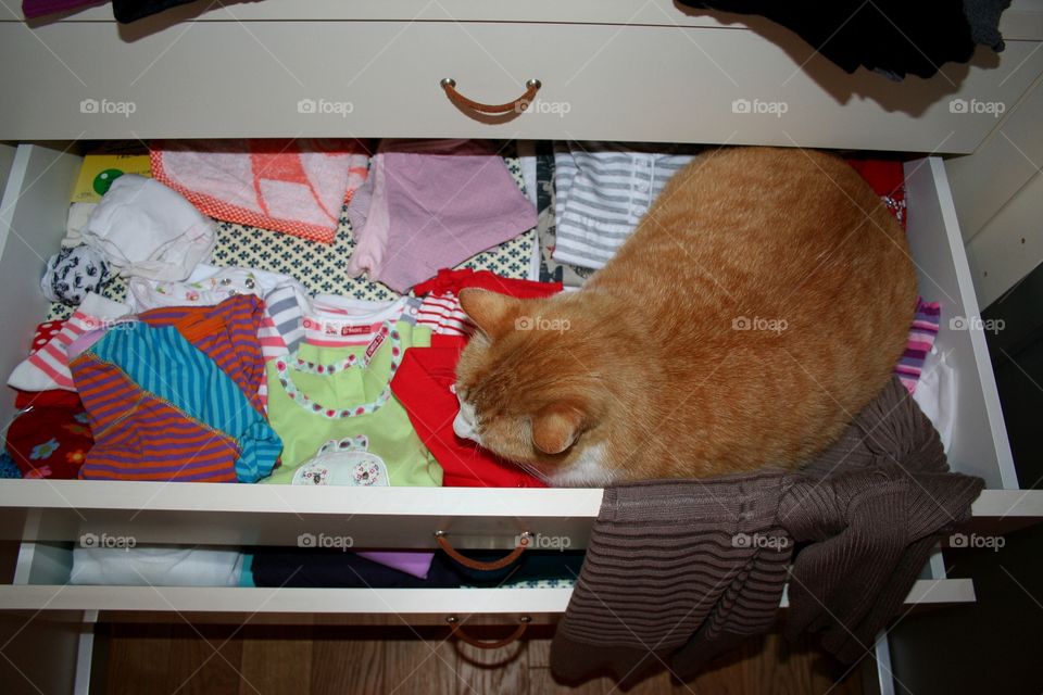 Red cat in a closet drawer