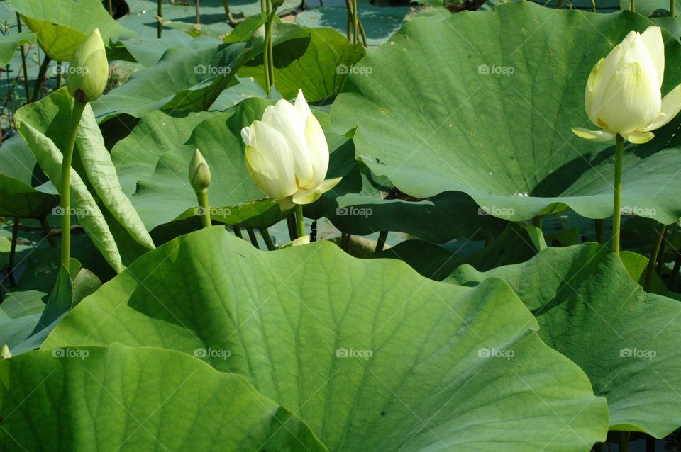 Indian lotus
