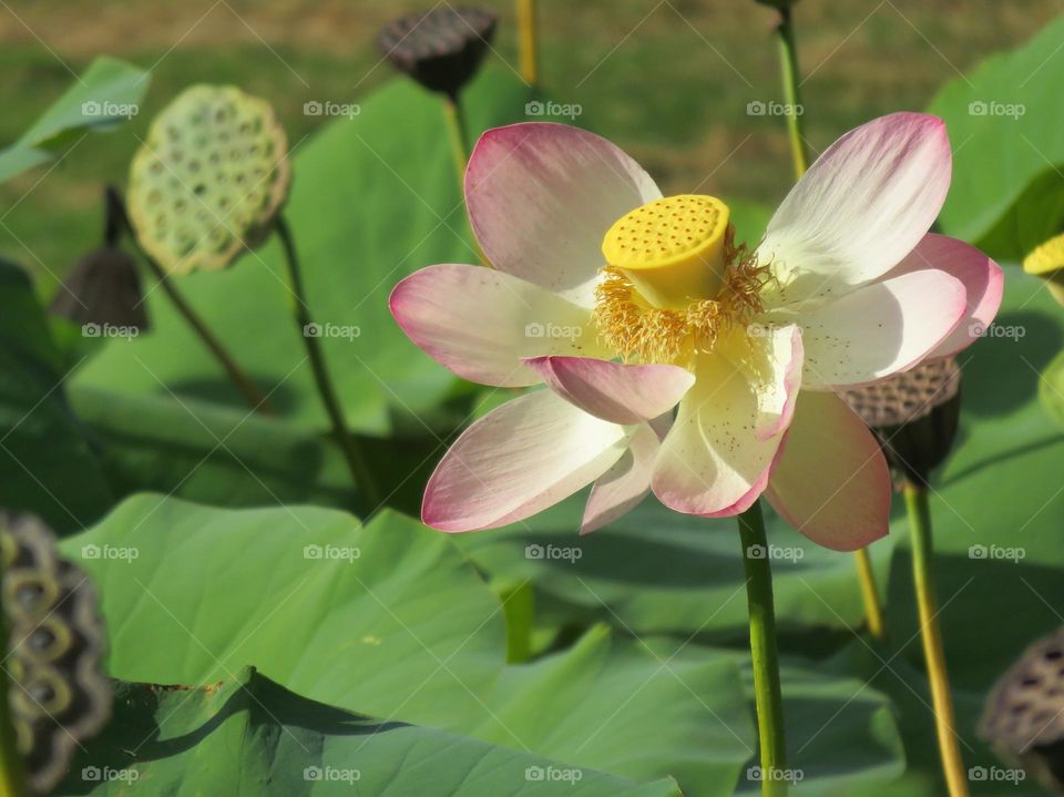 Flower of lotus