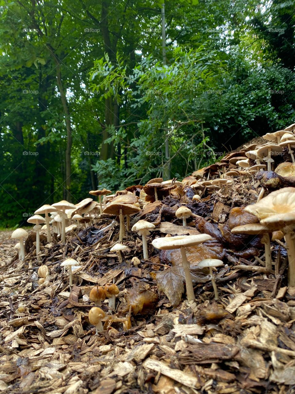 Mushrooms forest 