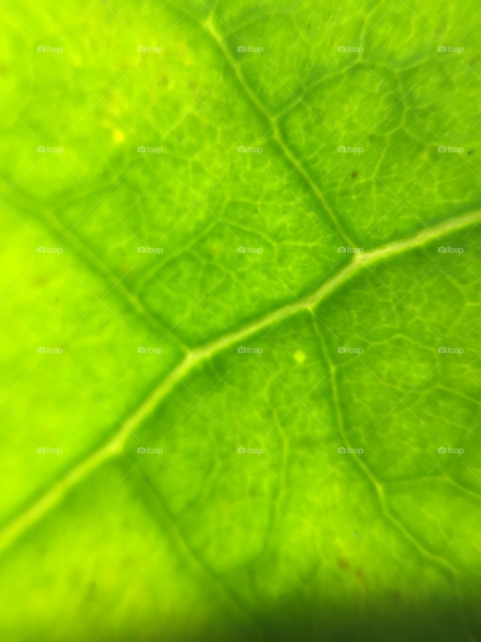 Leafy veins 
