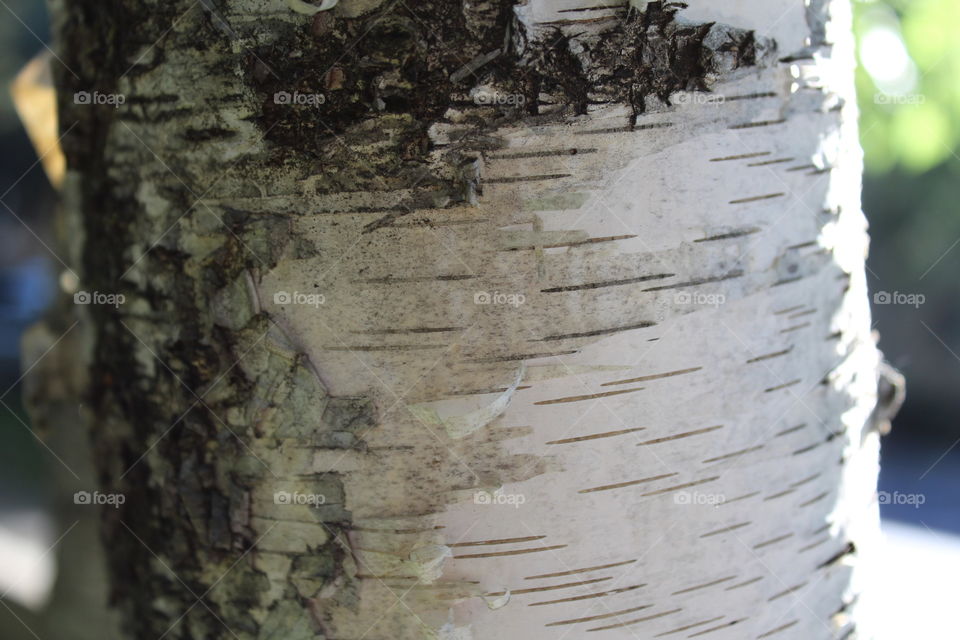 tree bark