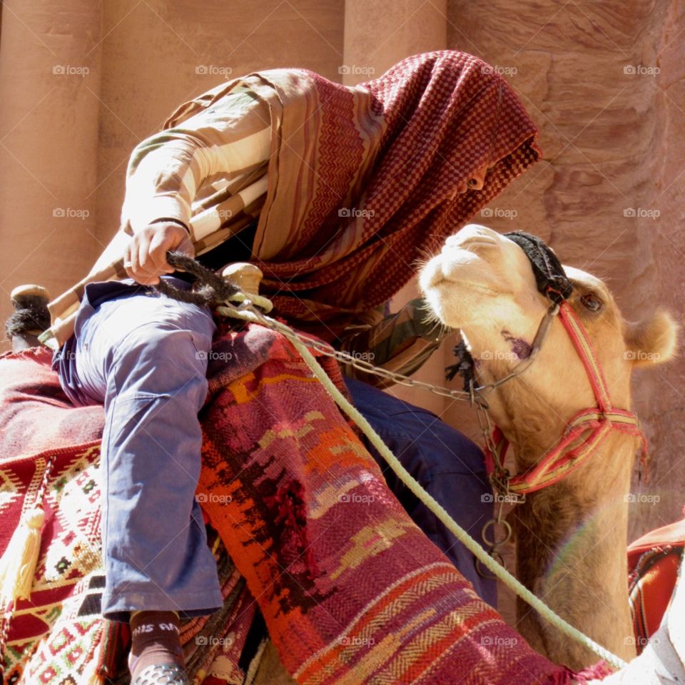 Camel kissing man