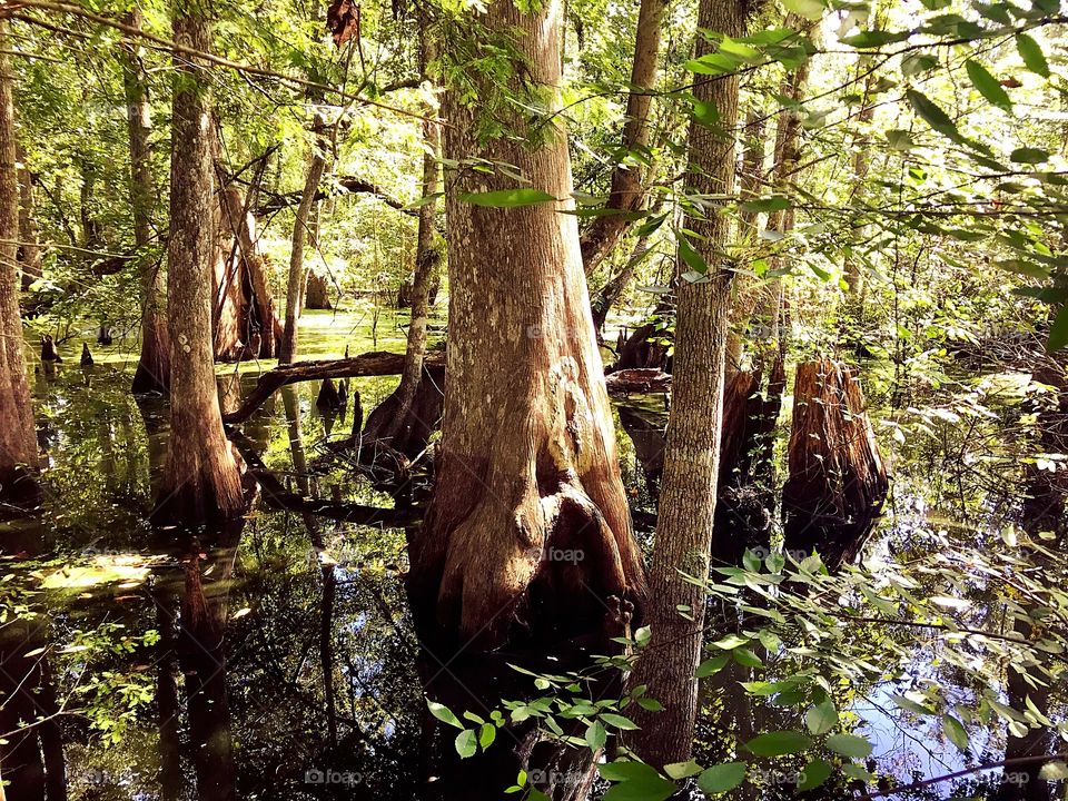 Reedy Creek Swamp, Florida 