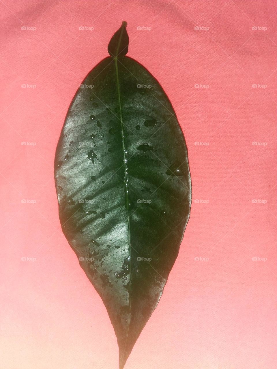 One leaf