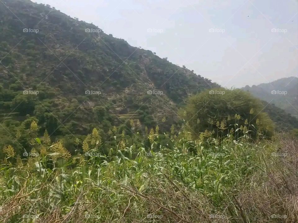 Glory be to God, the magnificent and picturesque view and the natural green trees are a view that is nothing more wonderful than it