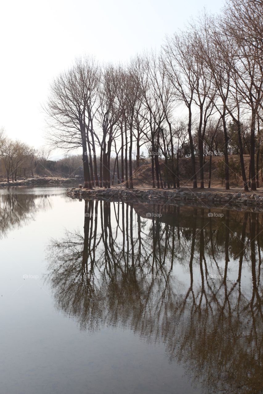 Trees reflected on lake