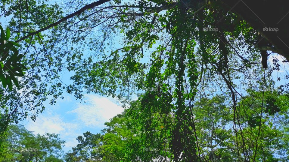 Jadilah seperti daun yang meski diterpa angin kencang sekalipun tak marah...
seperti daun yang sabar menghadapi terpaan angin...