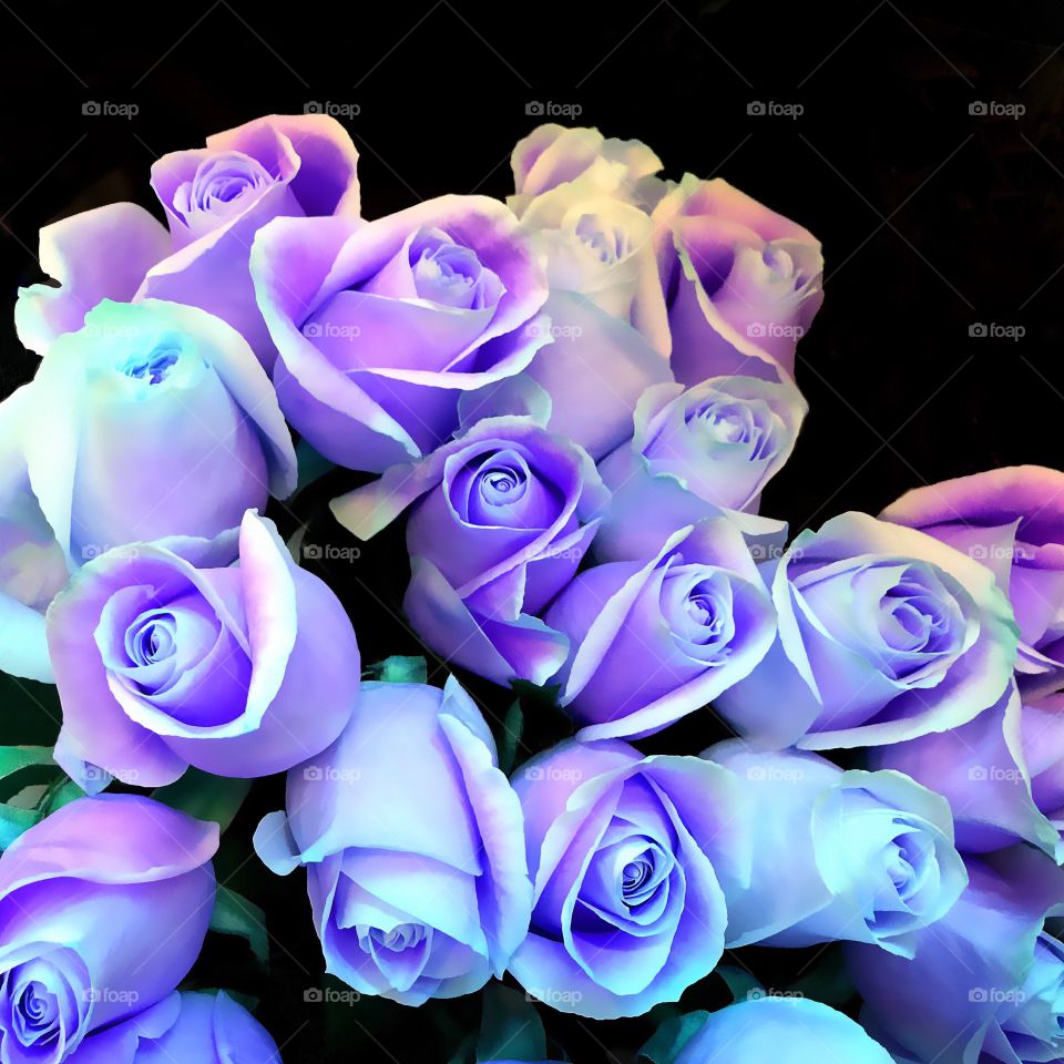 Blue roses
