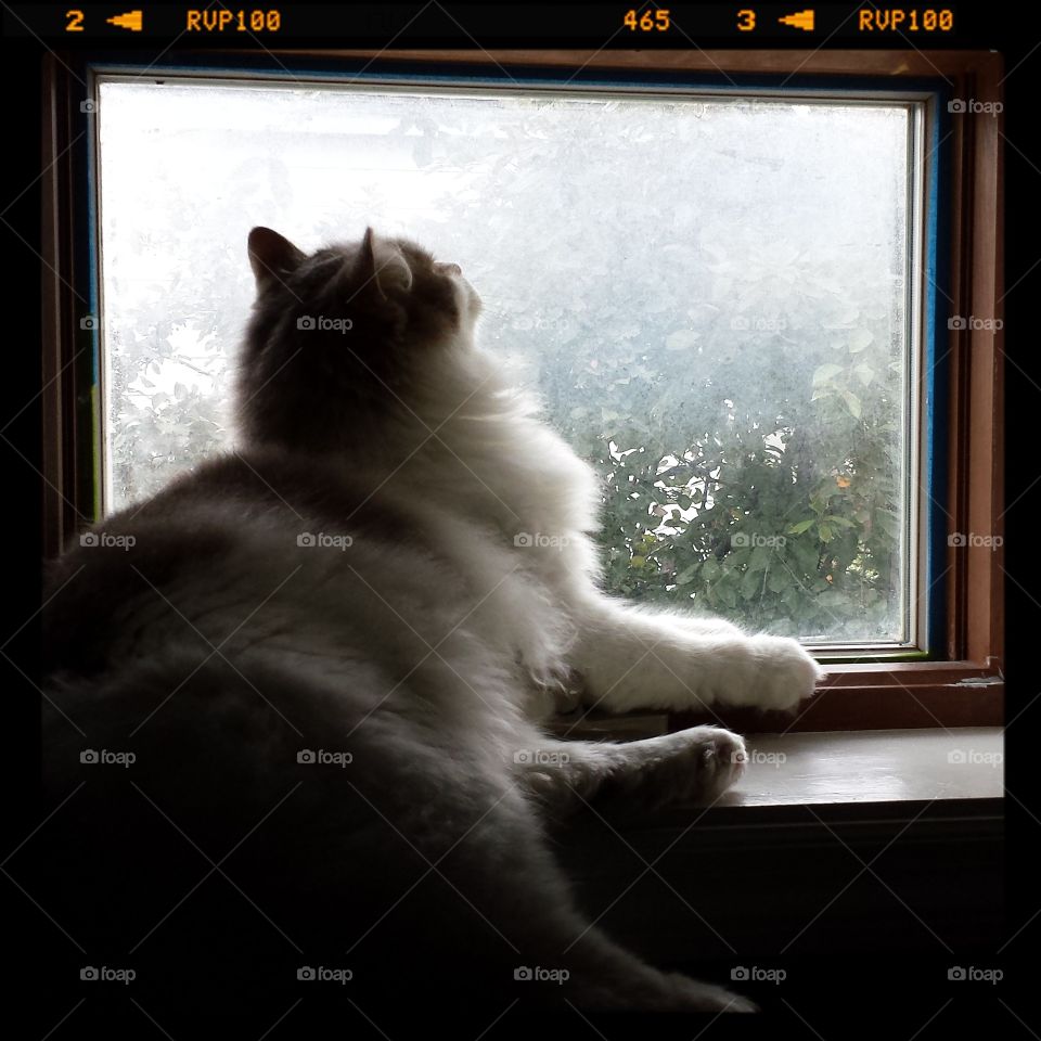 portrait of a feline