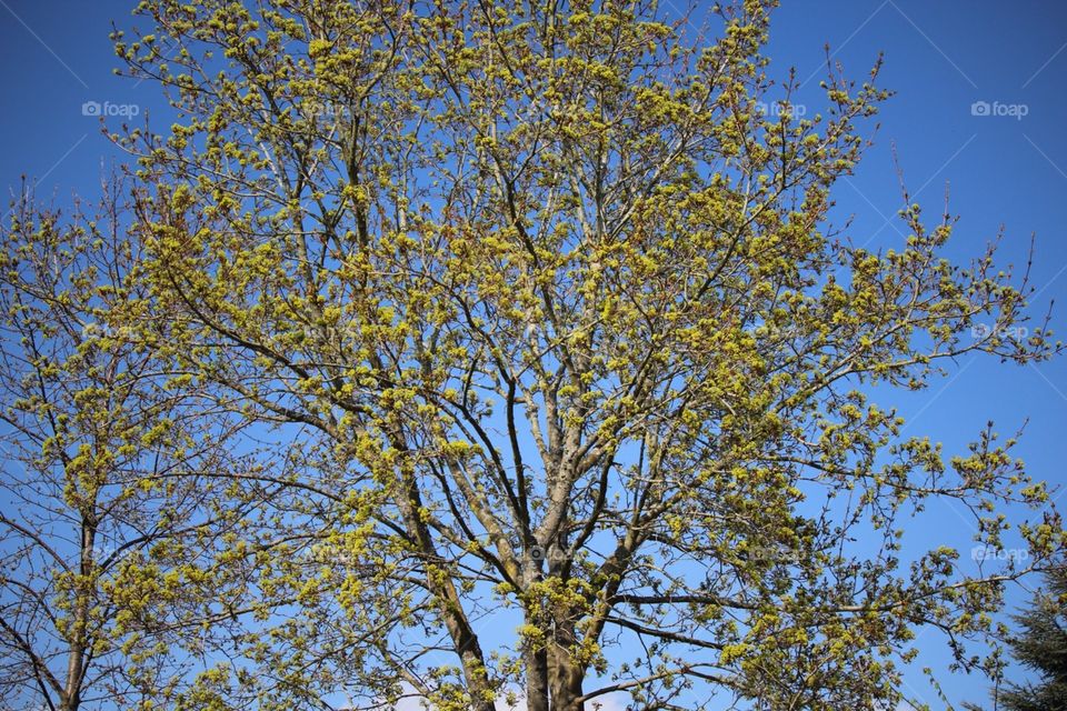 Beauty of a tree on spring 