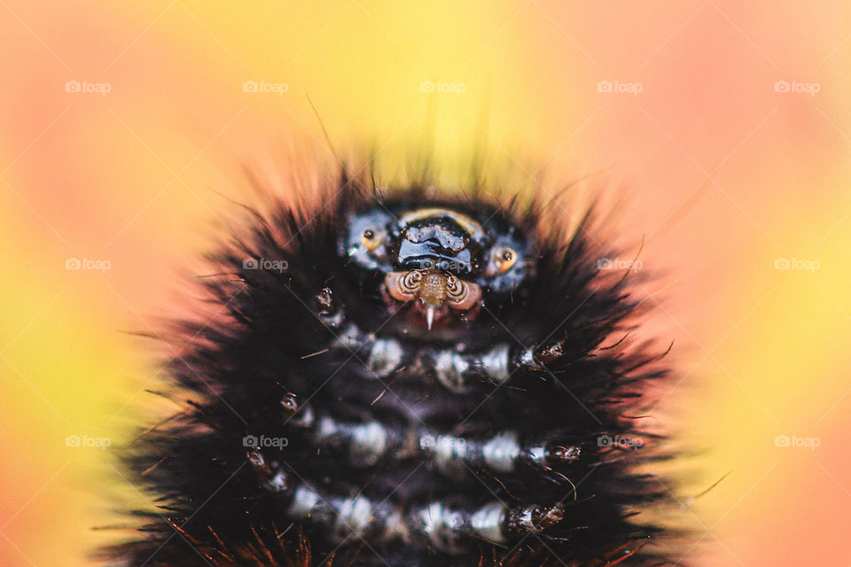 A Caterpillars Face