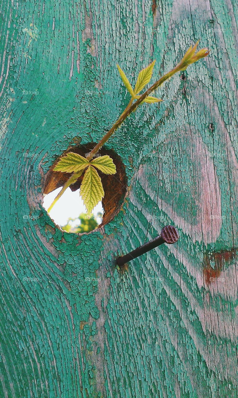 Hole in the green fence