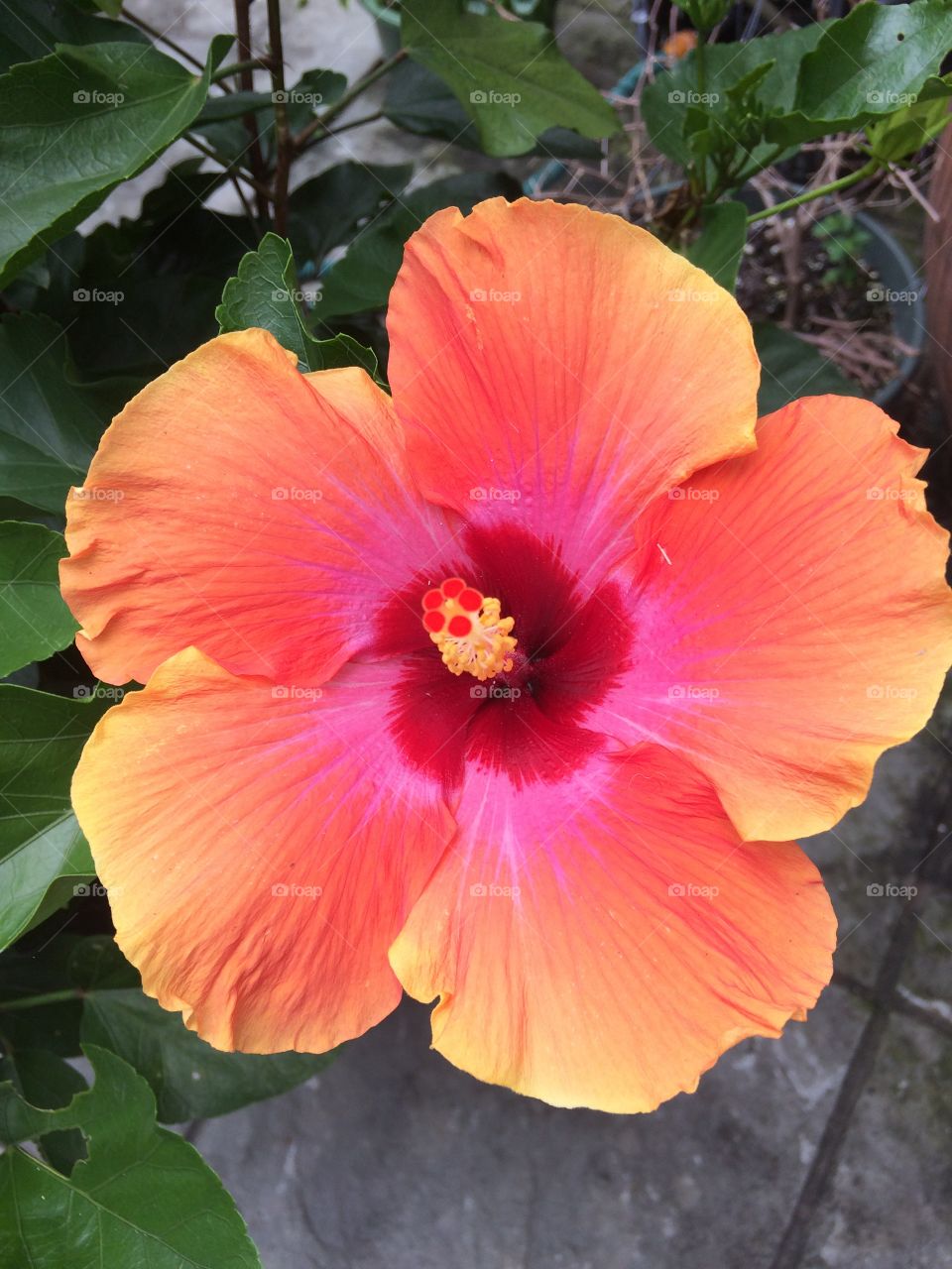 Bright orange with pink center hibiscus bloom, close up