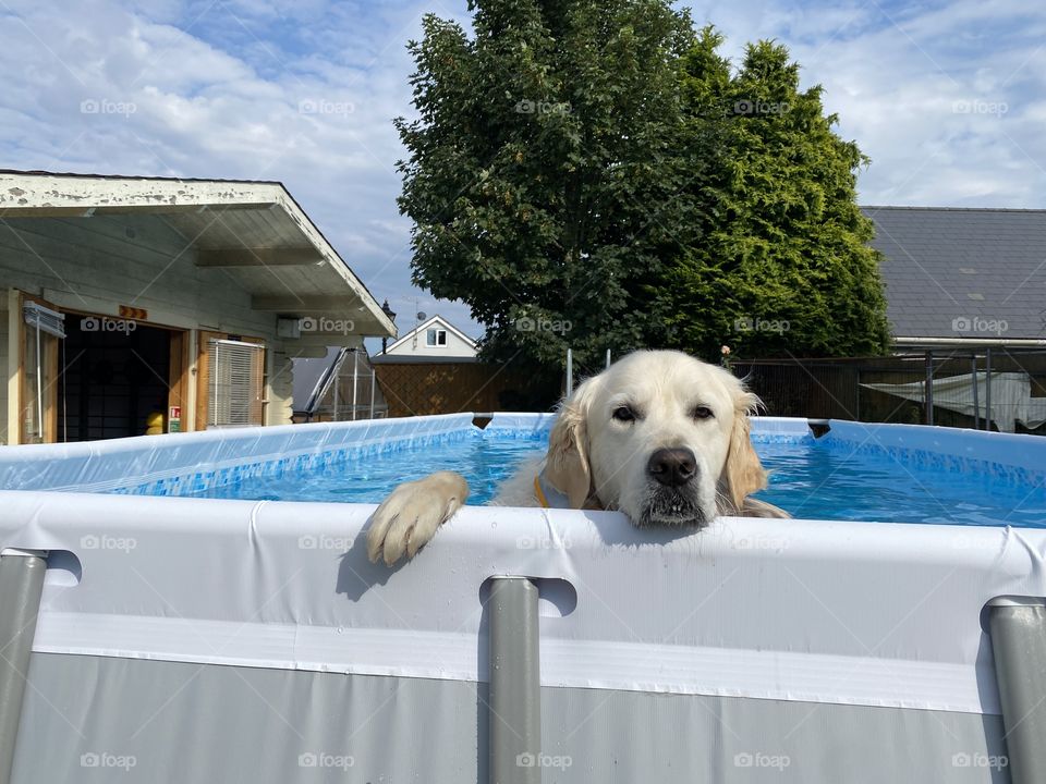 Golden retriever dog chilling in the swimming pool