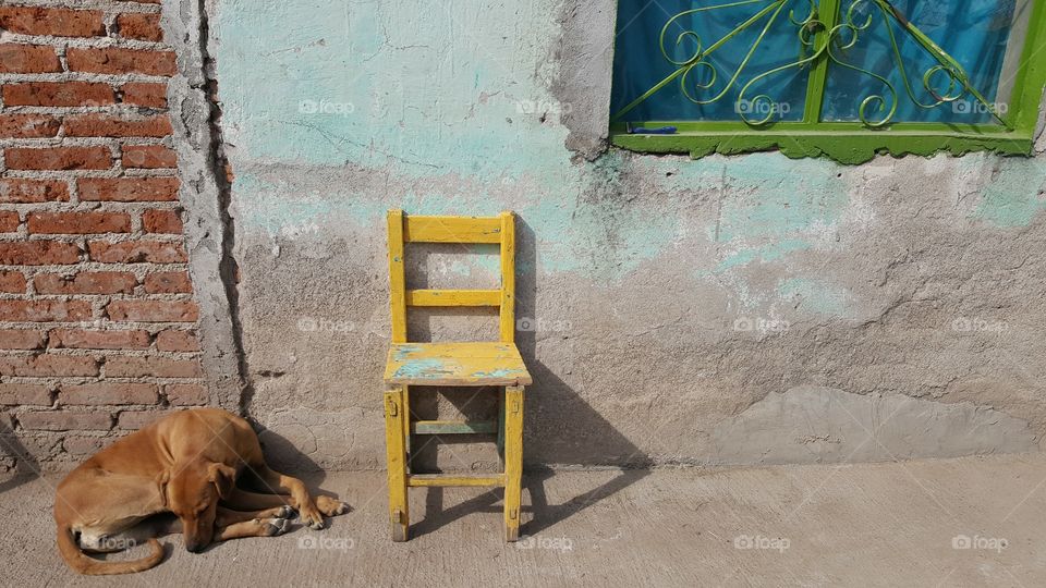 The dog and the yellow chair