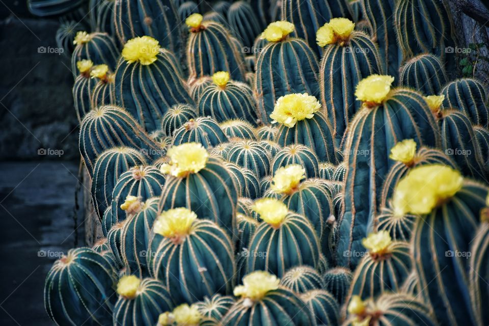 cactus park in kalimpong