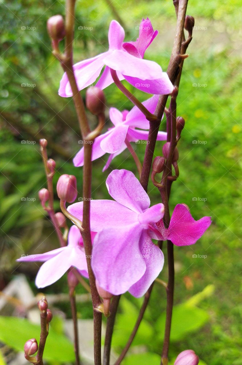 Plants around us 🌱 🪴