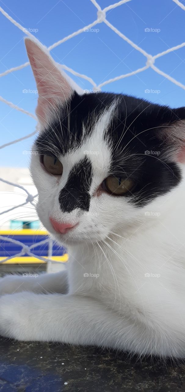 gatinho preto e branco na varanda