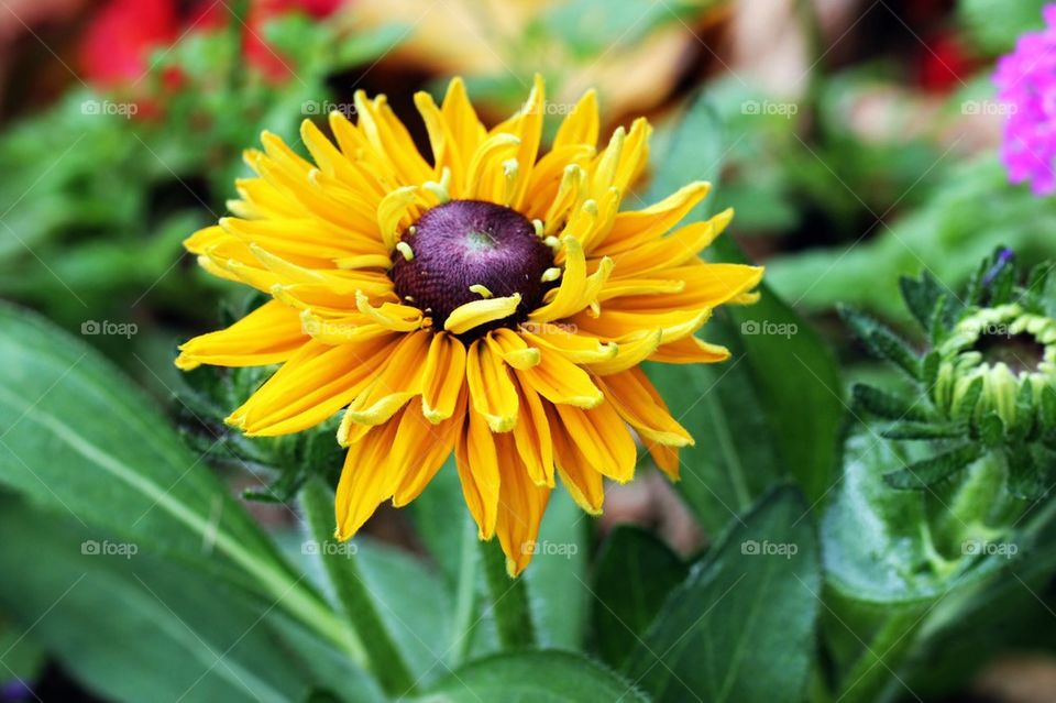 Flower in close up