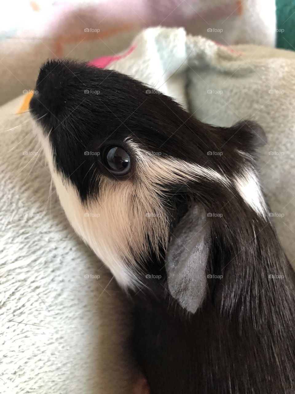 Jake close up / lovely eyes and fur coloring 