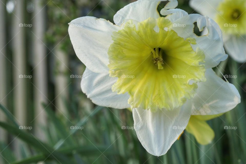 White daffodil