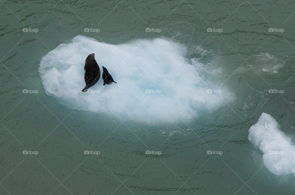 Seals on iceberg