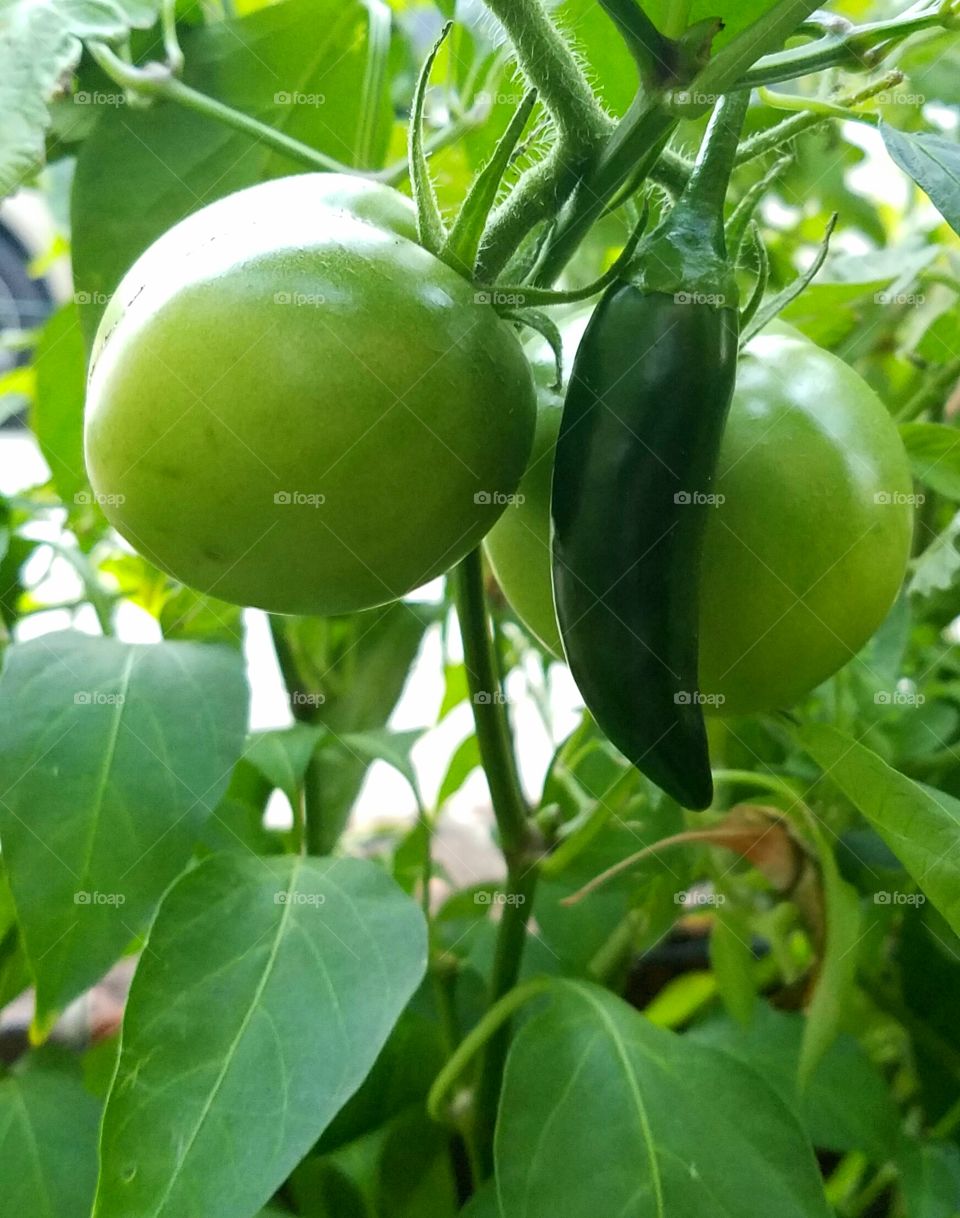 salsa on a vine