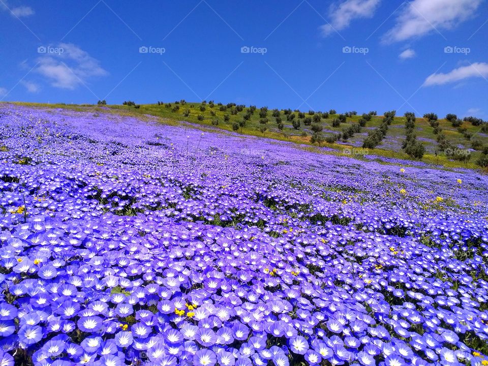 Wildflowers