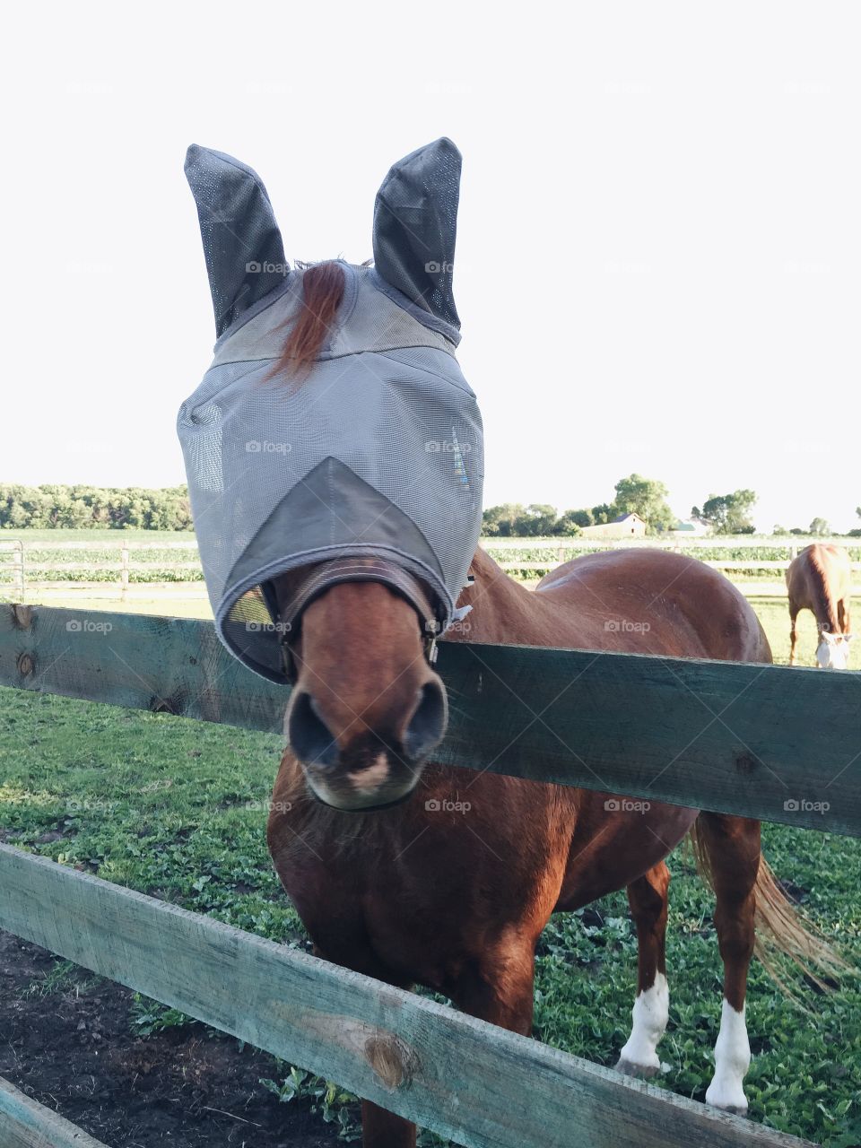 Horse with fly mask