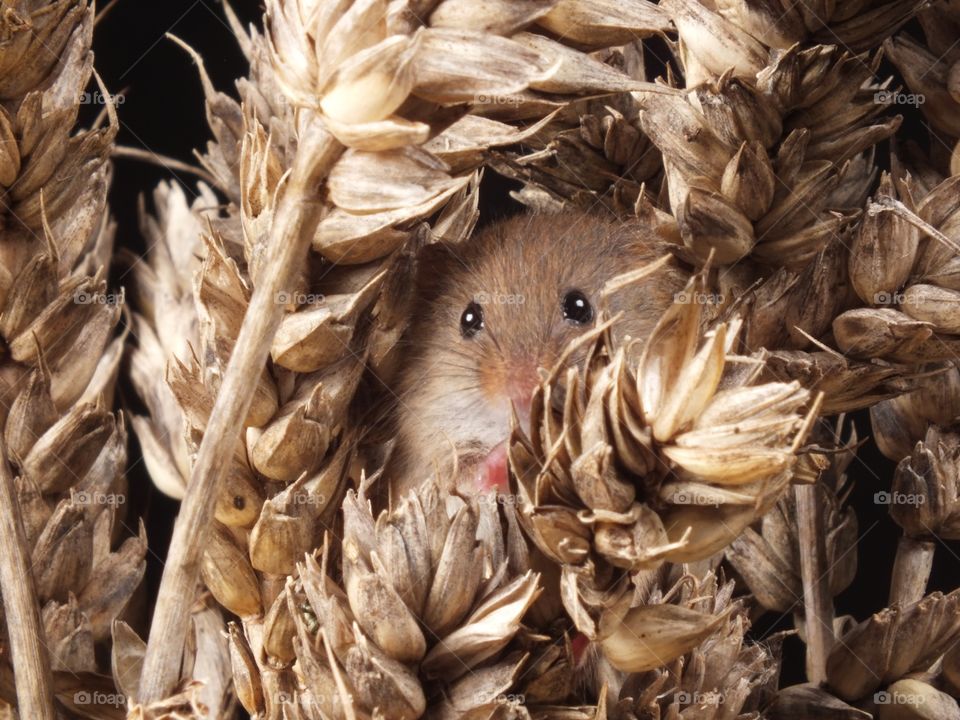 Shy field mouse 